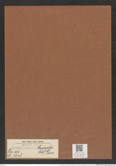 Pseudoeunotia hemicyclus (Ehr.) Grun. (de-Toni-Nr.: Genus 105, Species 3248) Zeichnungen Sammlung Grunow Mappe 03486 (Herbarium_W_Grunow_drawings_Folder_03486)